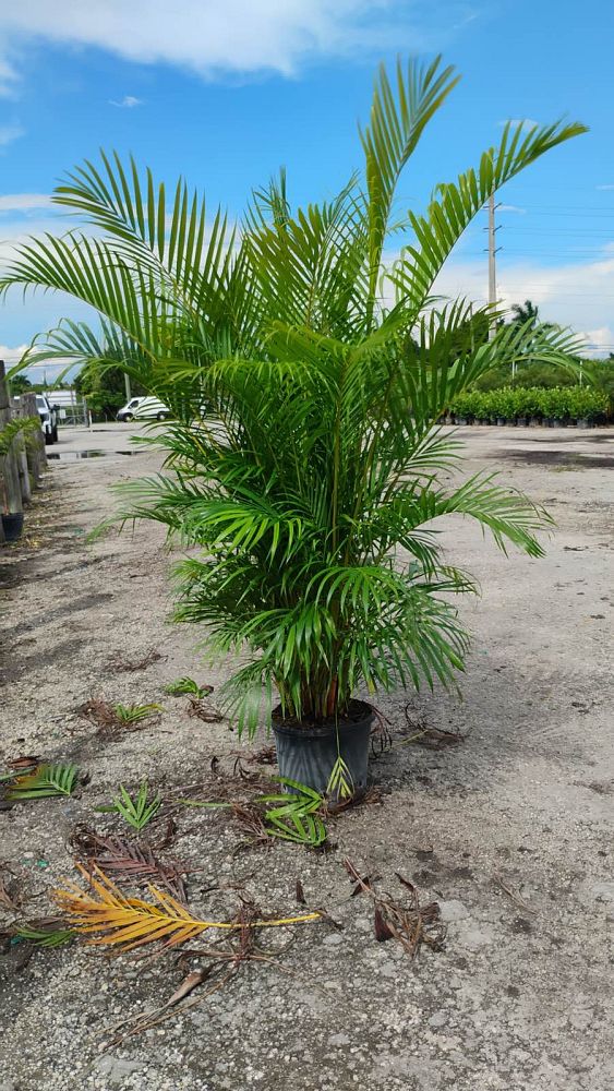 dypsis-lutescens-areca-palm