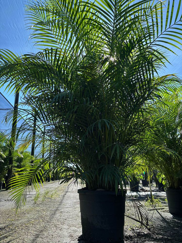 dypsis-lutescens-areca-palm