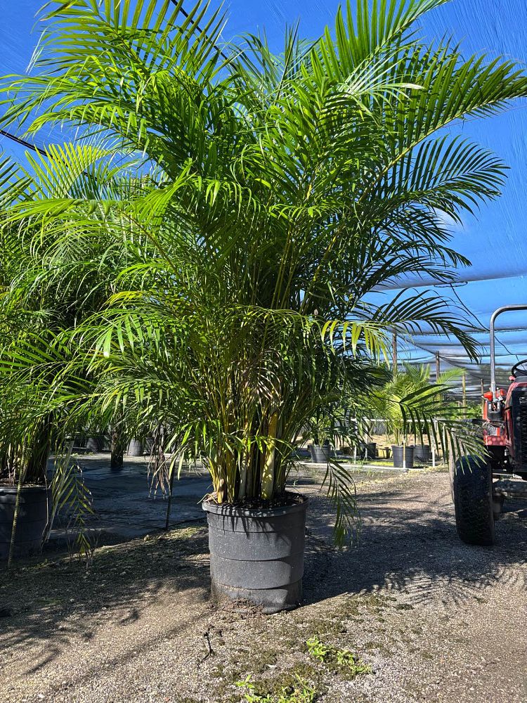 dypsis-lutescens-areca-palm