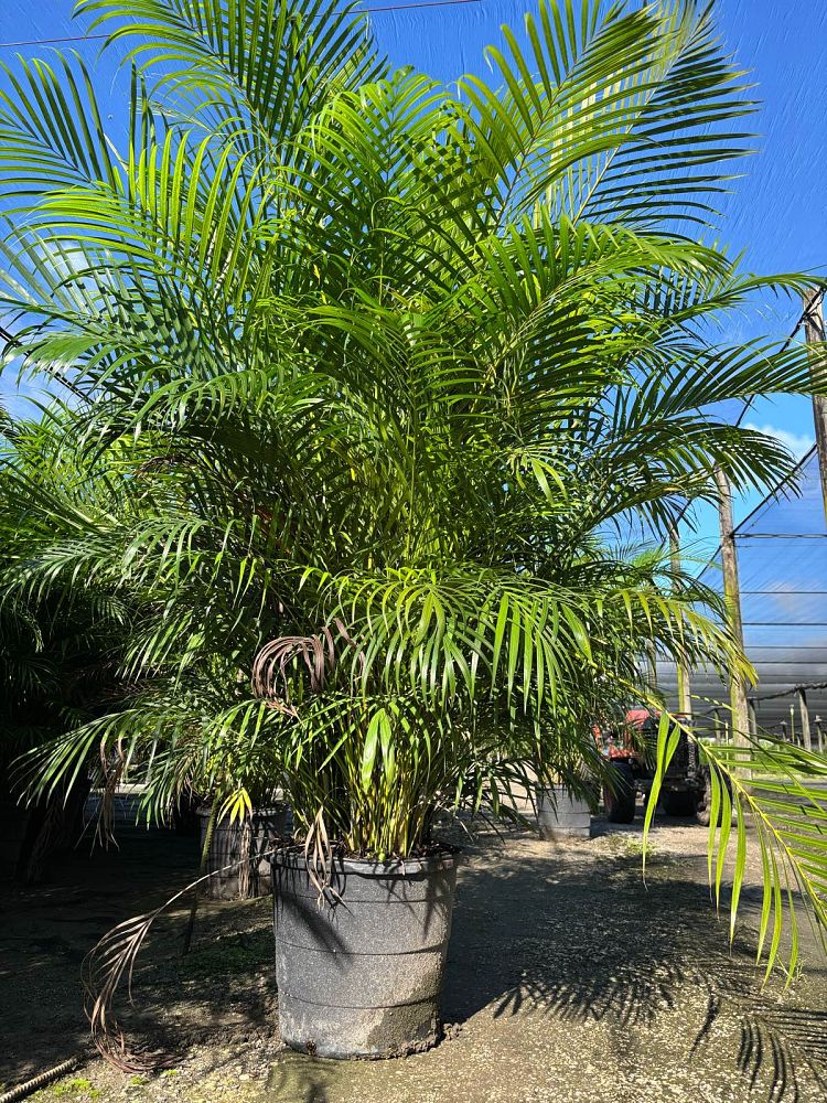 dypsis-lutescens-areca-palm