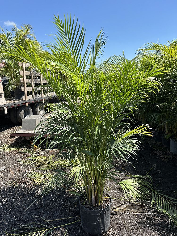 dypsis-lutescens-areca-palm