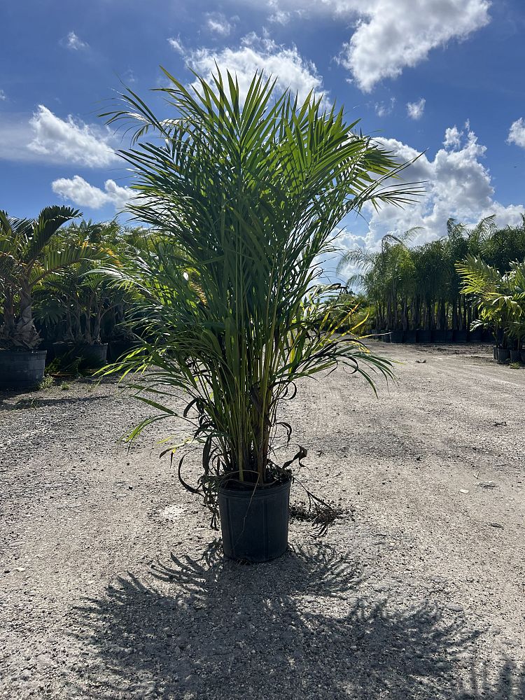 dypsis-lutescens-areca-palm