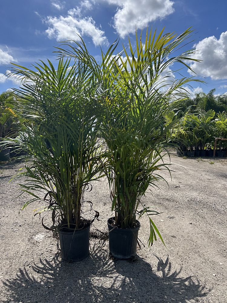 dypsis-lutescens-areca-palm