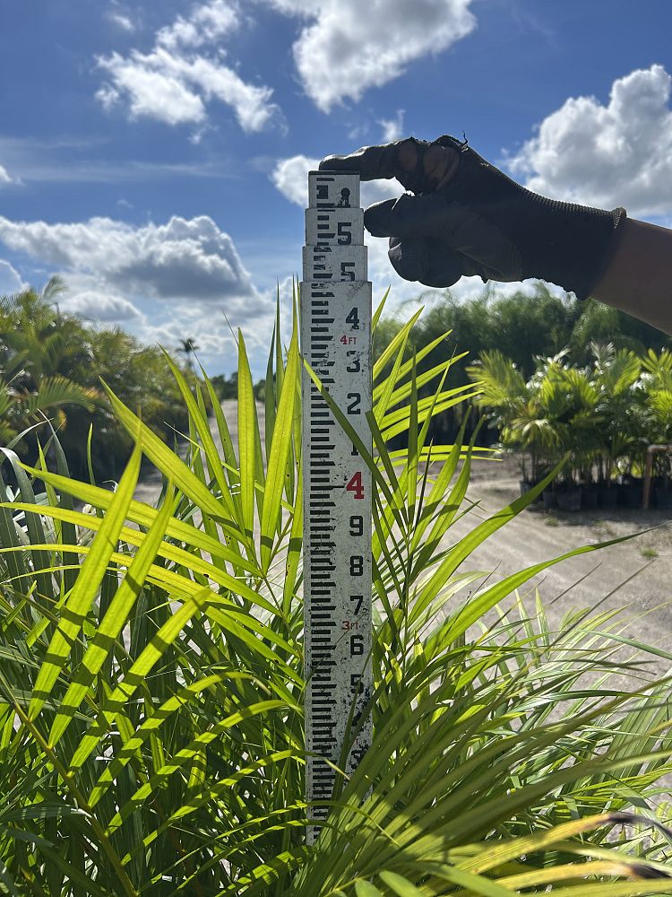 dypsis-lutescens-areca-palm