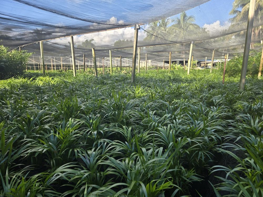 dypsis-lutescens-areca-palm