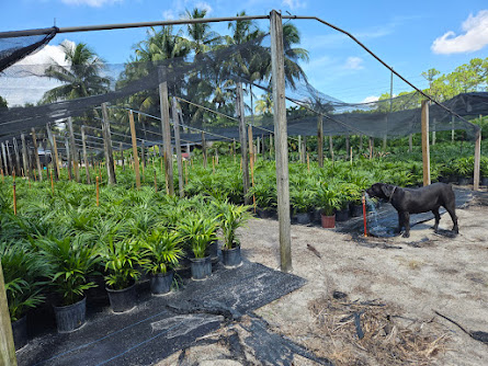 dypsis-lutescens-areca-palm