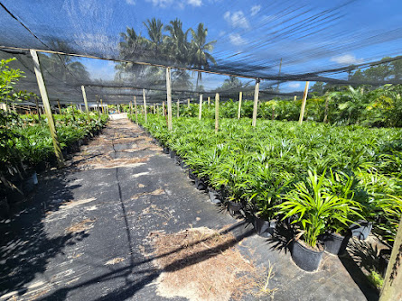 dypsis-lutescens-areca-palm