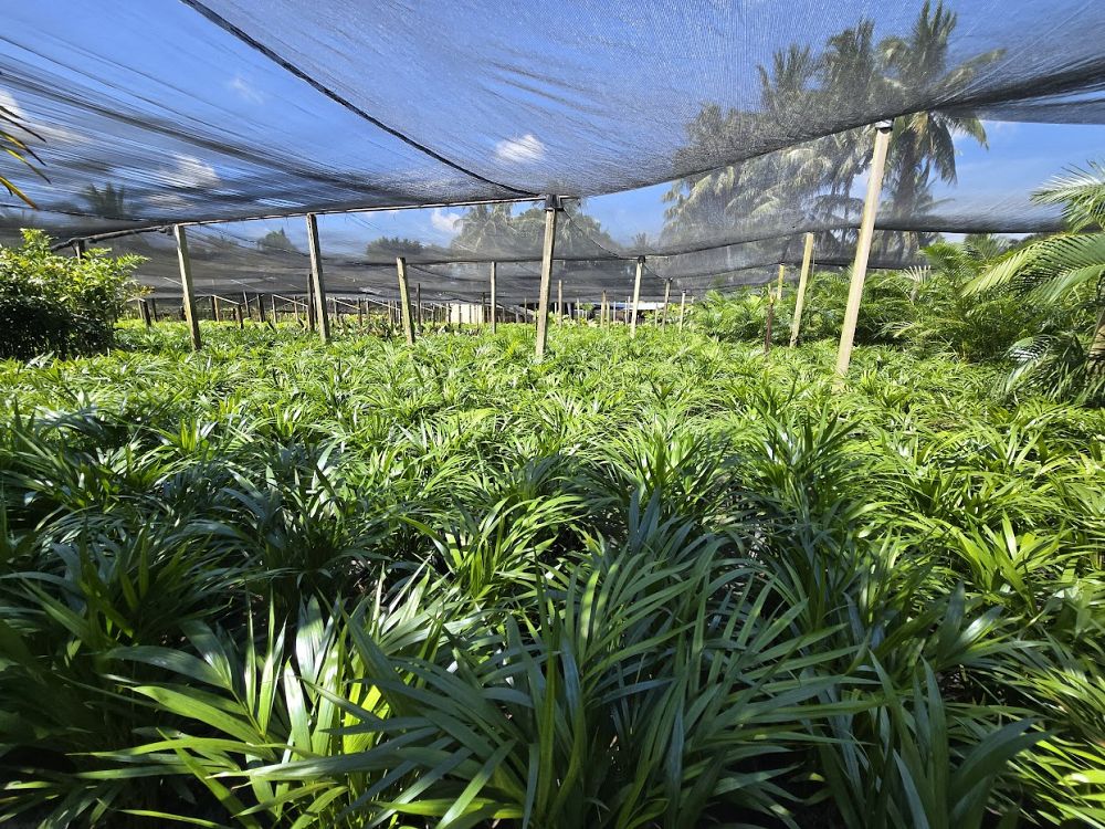 dypsis-lutescens-areca-palm