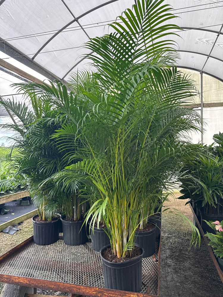 dypsis-lutescens-areca-palm
