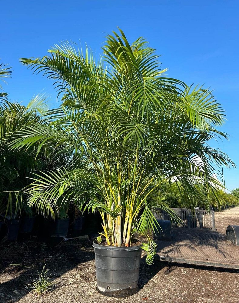 dypsis-lutescens-areca-palm