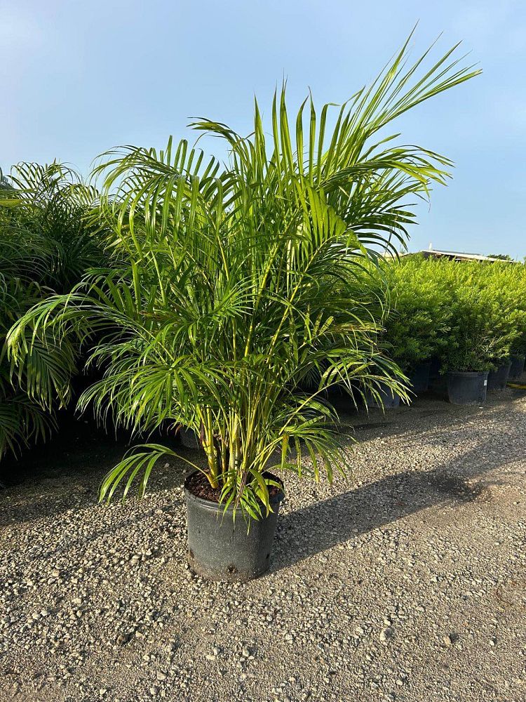 dypsis-lutescens-areca-palm