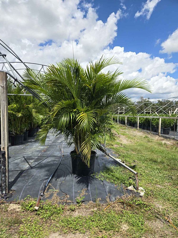 dypsis-lutescens-areca-palm
