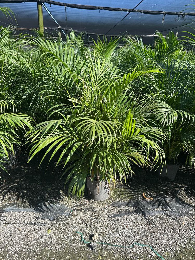 dypsis-lutescens-areca-palm