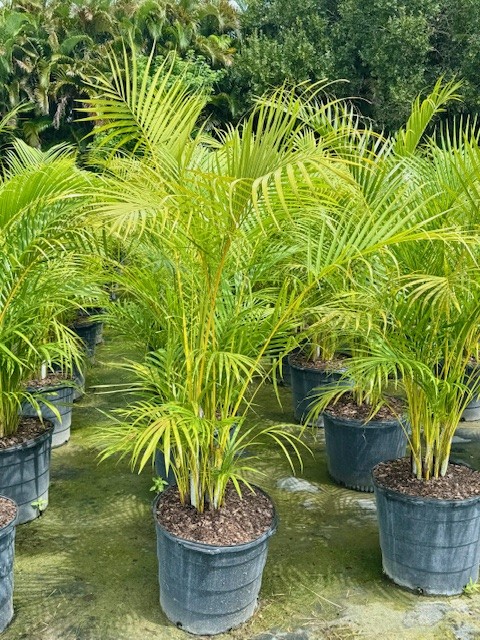 dypsis-lutescens-areca-palm