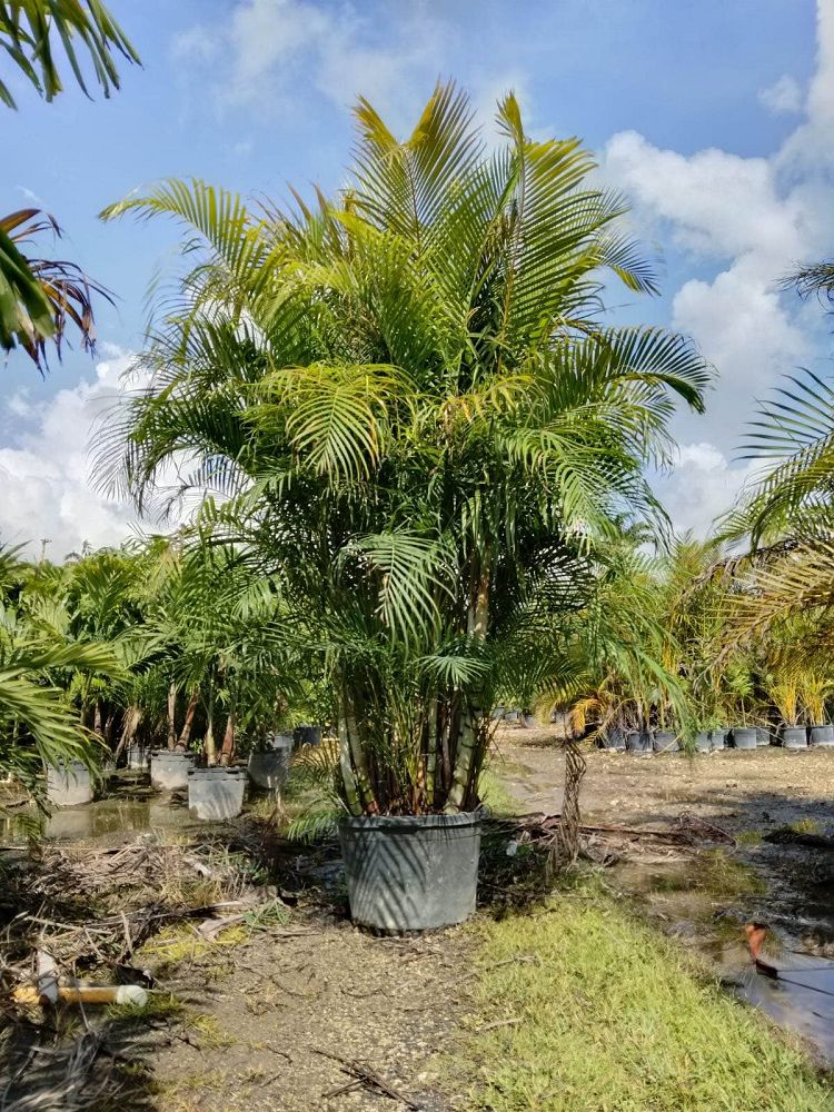 dypsis-lutescens-areca-palm