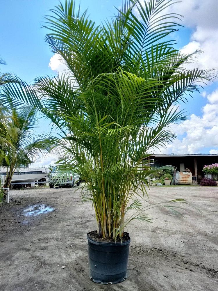 dypsis-lutescens-areca-palm