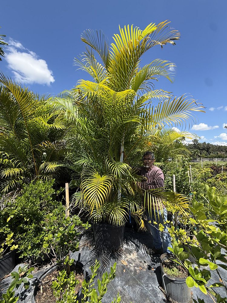 dypsis-lutescens-areca-palm