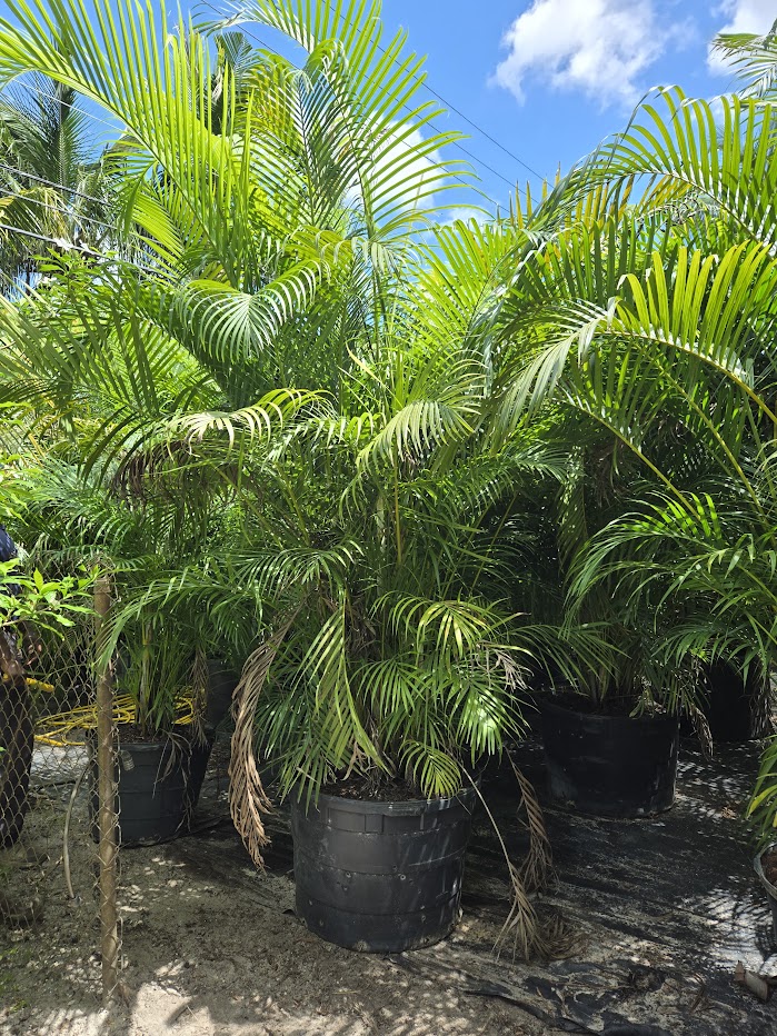 dypsis-lutescens-areca-palm