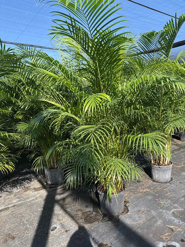 dypsis-lutescens-areca-palm