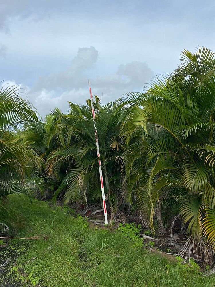 dypsis-lutescens-areca-palm