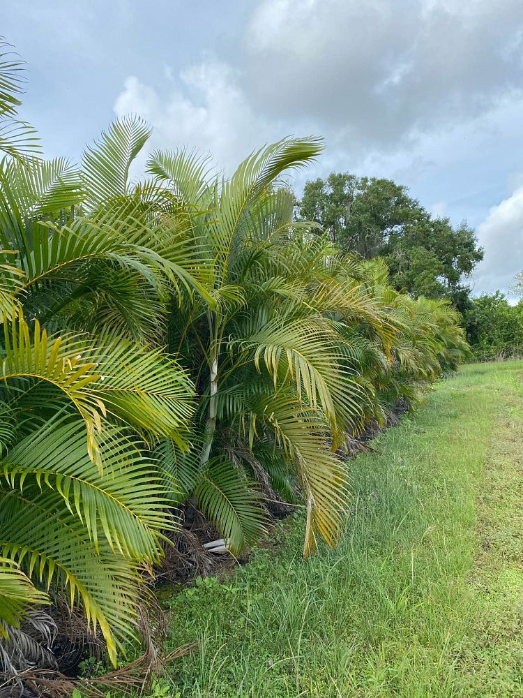 dypsis-lutescens-areca-palm