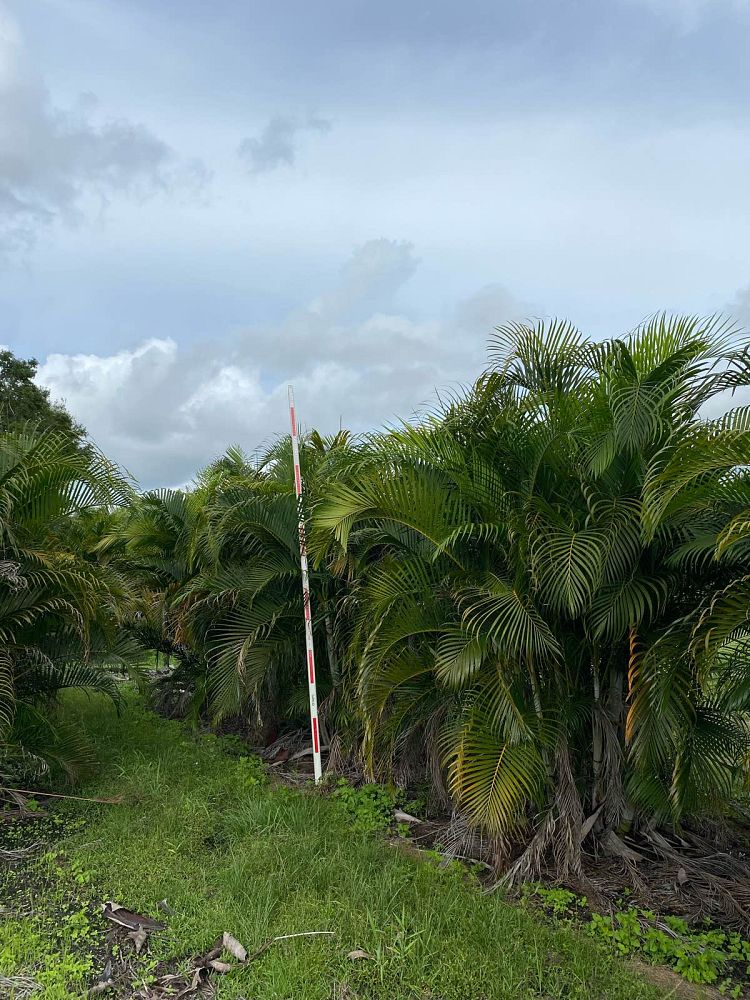 dypsis-lutescens-areca-palm