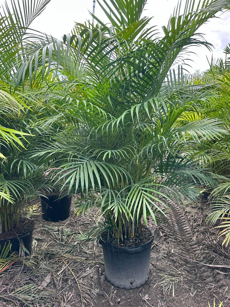 dypsis-lutescens-areca-palm