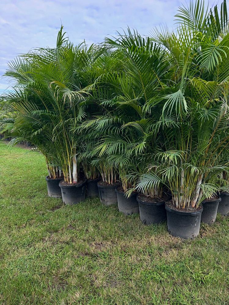 dypsis-lutescens-areca-palm