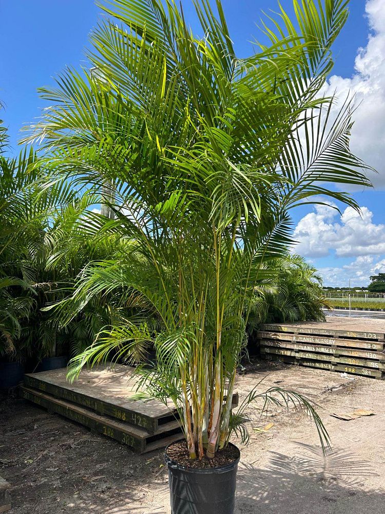 dypsis-lutescens-areca-palm