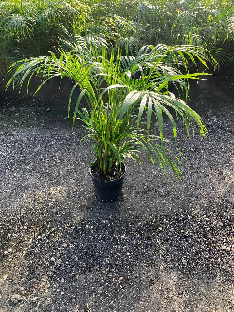 dypsis-lutescens-areca-palm