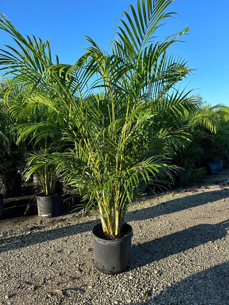 dypsis-lutescens-areca-palm