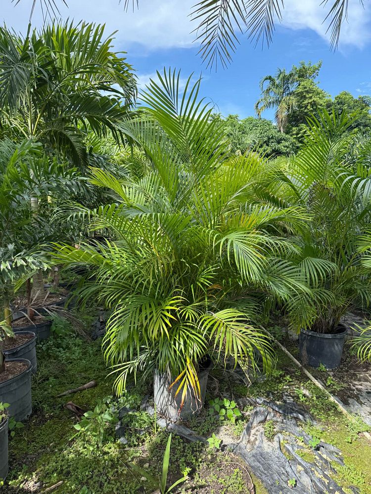 dypsis-lutescens-areca-palm