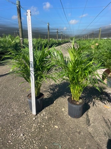 dypsis-lutescens-areca-palm