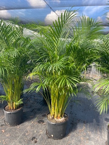 dypsis-lutescens-areca-palm