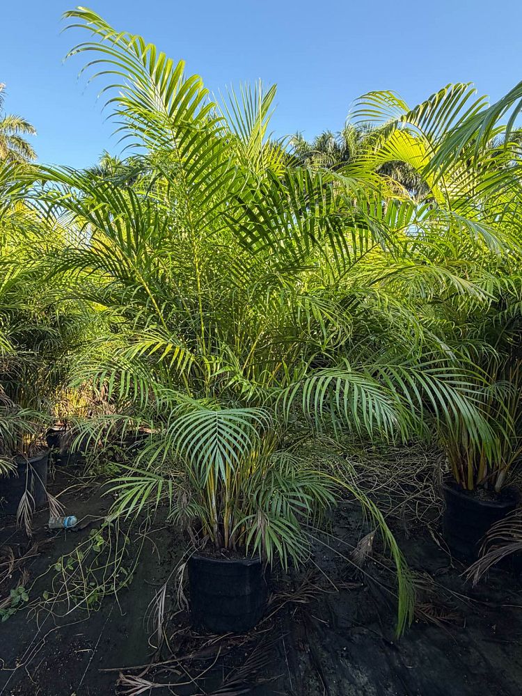 dypsis-lutescens-areca-palm