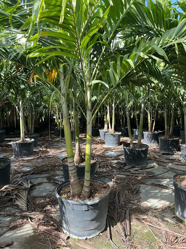 dypsis-lutescens-areca-palm