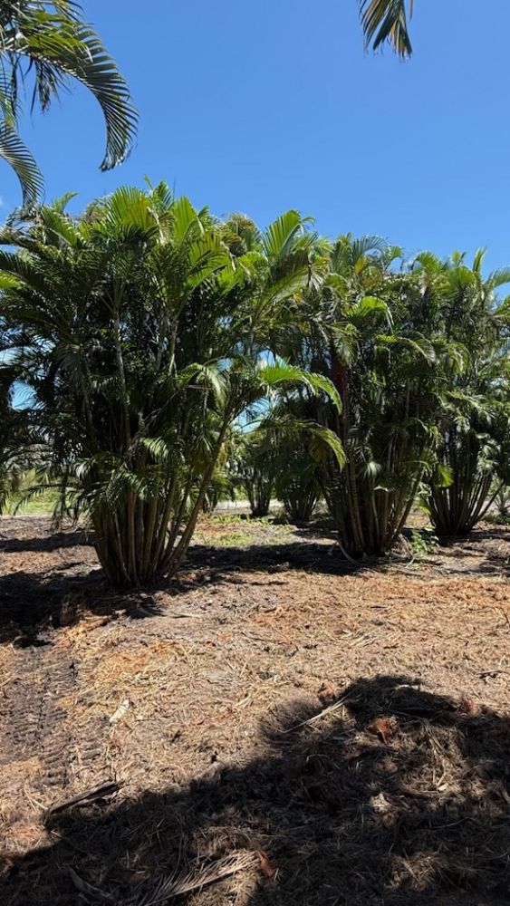 dypsis-lutescens-areca-palm
