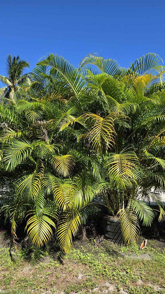 dypsis-lutescens-areca-palm