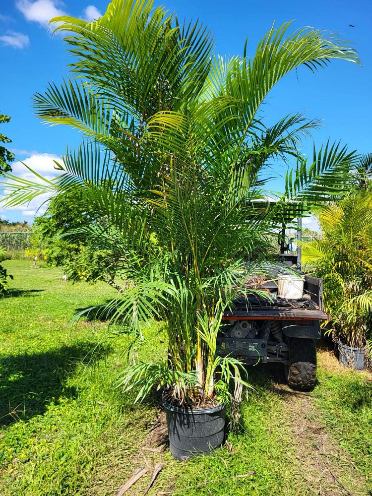 dypsis-lutescens-areca-palm
