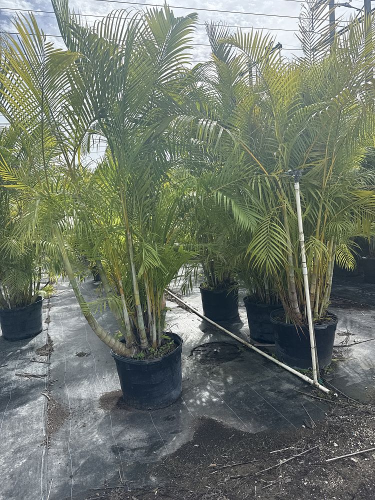 dypsis-lutescens-areca-palm