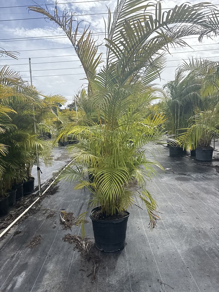 dypsis-lutescens-areca-palm