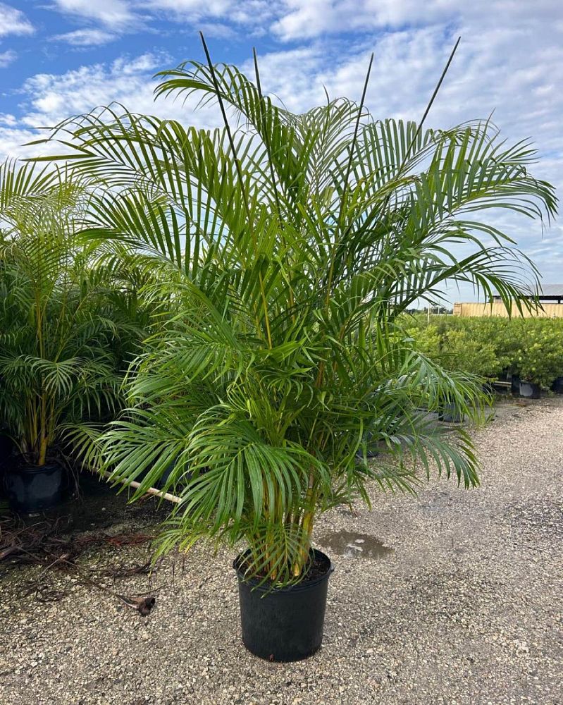 dypsis-lutescens-areca-palm