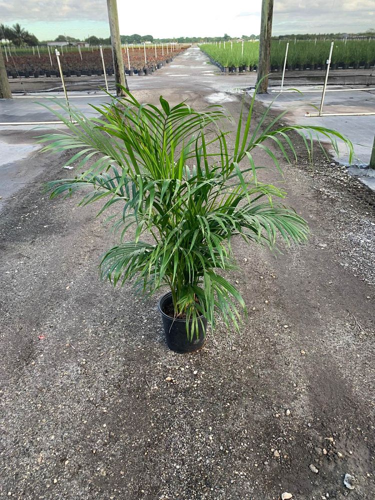 dypsis-lutescens-areca-palm