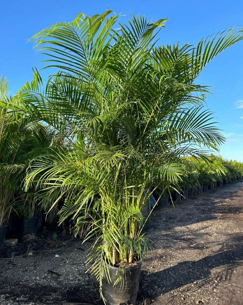 dypsis-lutescens-areca-palm