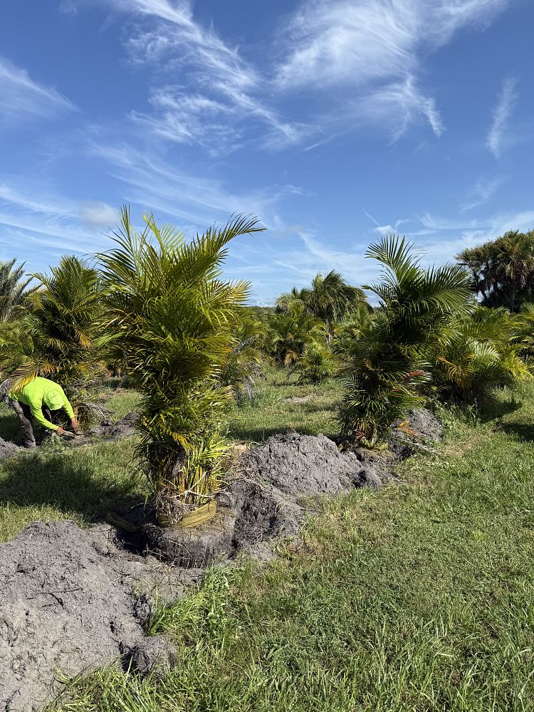 dypsis-lutescens-areca-palm