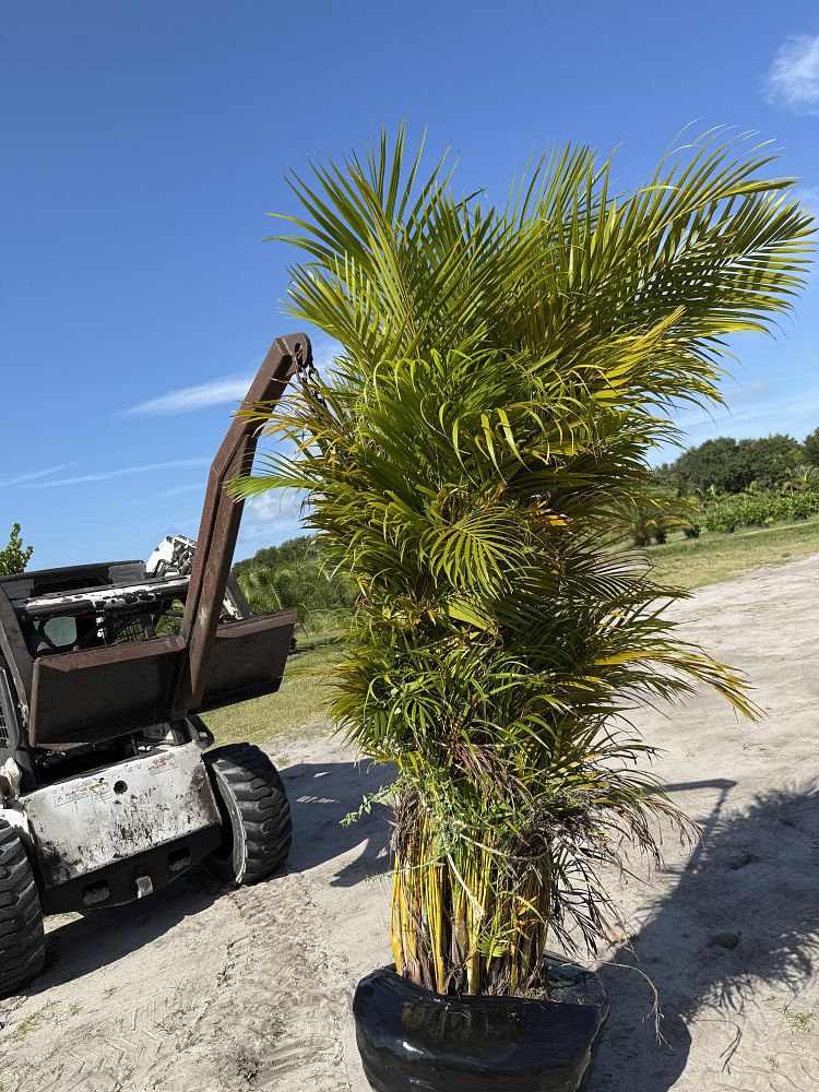 dypsis-lutescens-areca-palm