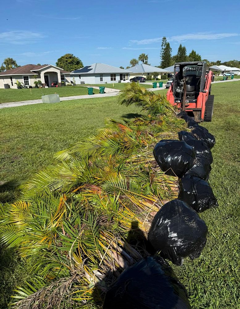 dypsis-lutescens-areca-palm