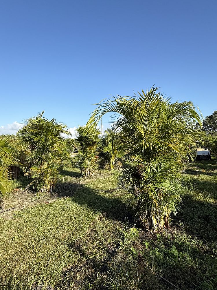 dypsis-lutescens-areca-palm