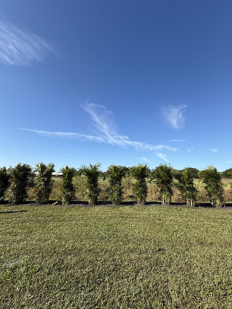 dypsis-lutescens-areca-palm