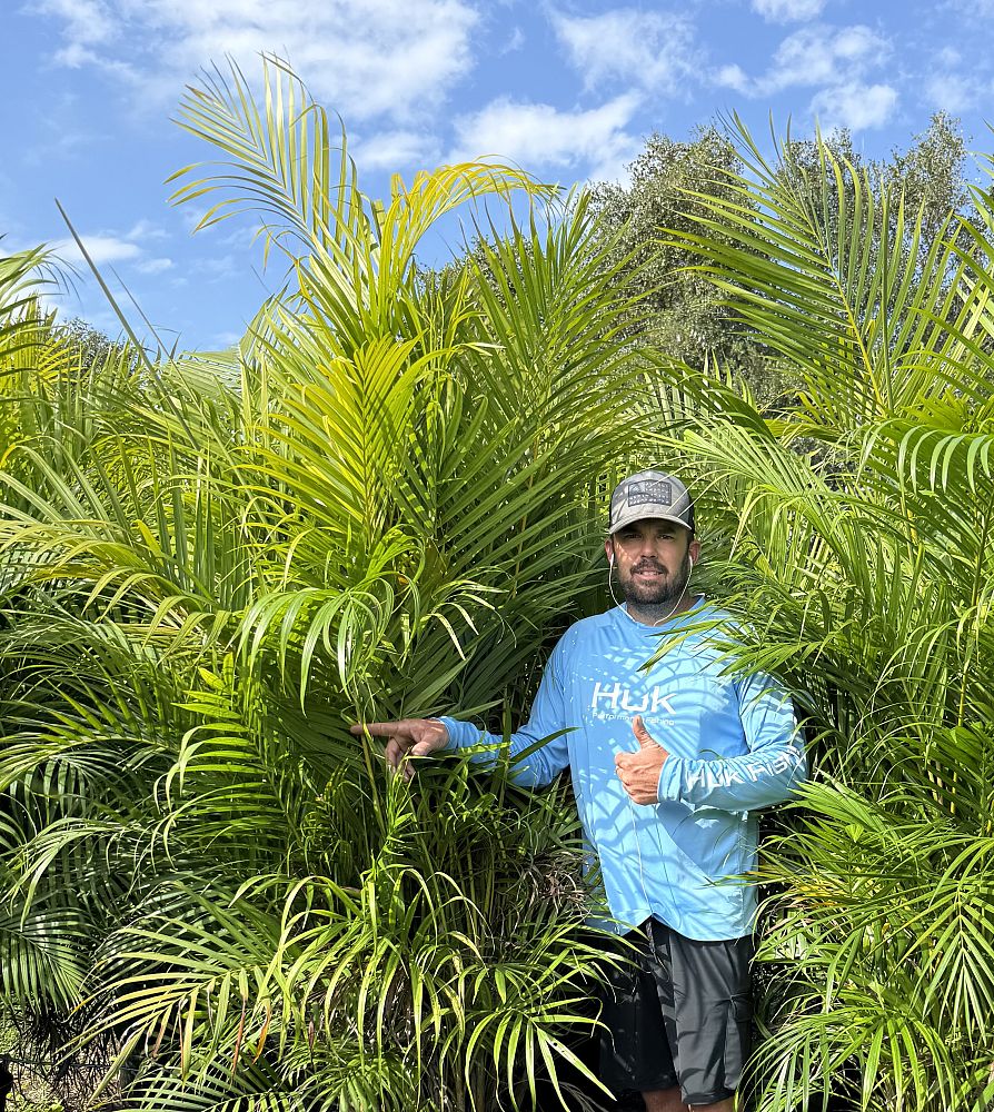 dypsis-lutescens-areca-palm